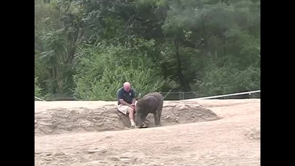 Сладко слонче си играе с човек