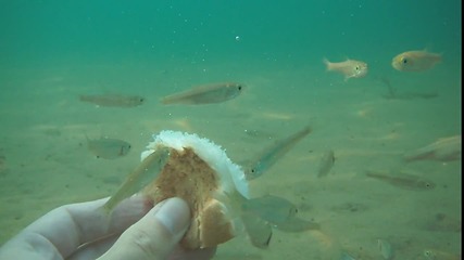Хранене на рибки с кроасан в Охридското Езеро