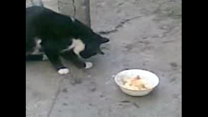котка яде с лапите