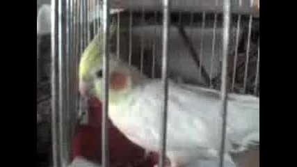 Моят папагал Корела