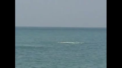 Tarpon Fishing Boca Grande