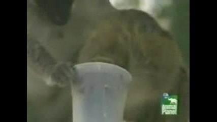 Animal Planet - Маймуни Алкохолици