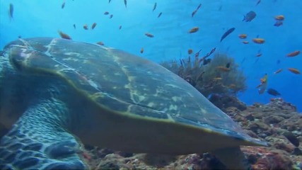 Красивата природа - Моменти под водата 