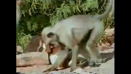 2 - те най - умни животни се бият ! Куче vs. маймуна 