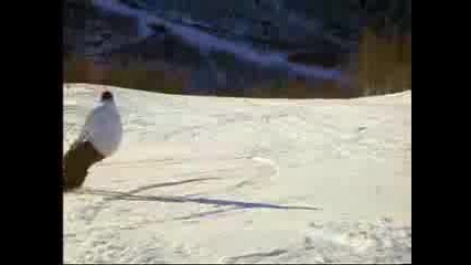 Snowboard