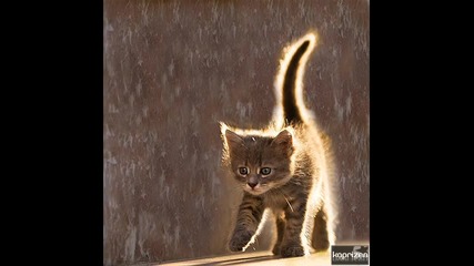 *` Сладки Котенца `* 