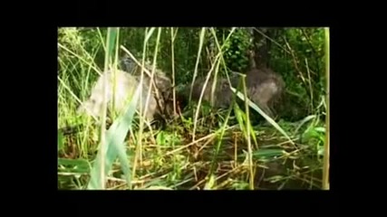 Wolves season (волчий сезон) Part 4 