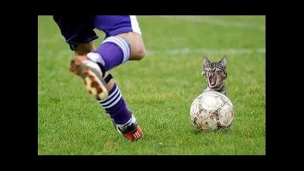 Много смях с животни