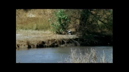 National Geographic - Крокодилите на Катума (3/3)