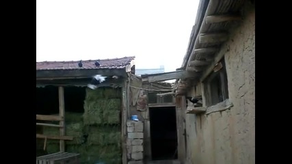 Cakal Roller Гълъби Преметачи