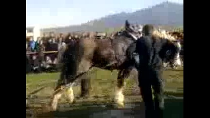 kon max teglene2