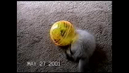 Котка си играе с топка