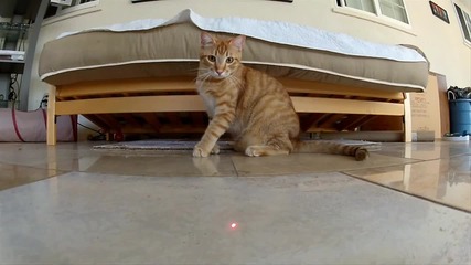 Котета гонят лазер !