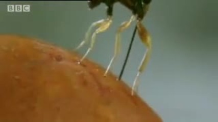 Oak tree and wasp eggs - Life in the Undergrowth - Bbc Attenborough 