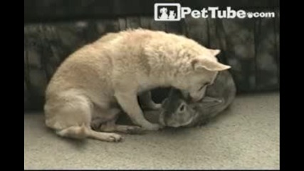 Куче и зайче :} 