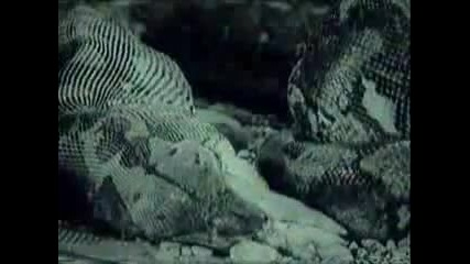 Змия убива и поглъща прасе 