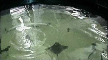 Бой между акули предизвика раждане 