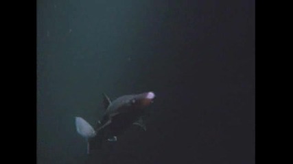 Октопод Убива Акула 