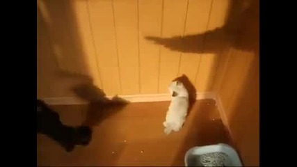 котенца налагат сенки по стената