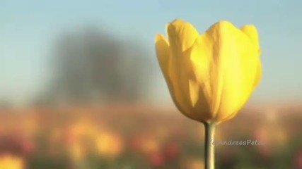 Wonders Of Spring 