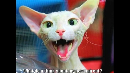 Very Funny Cats