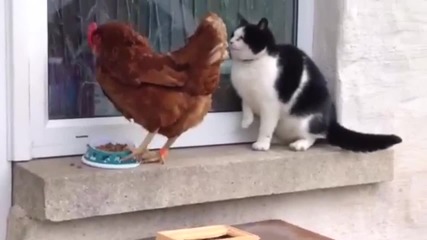 Котка срещу кокошка - кой ще надделее ?