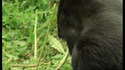 Family of Mountain Gorillas - Cousins - Bbc 