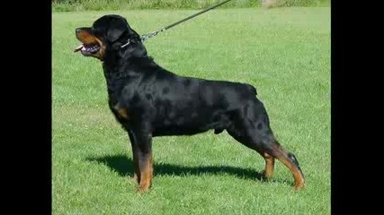 snimki na rottweiler 