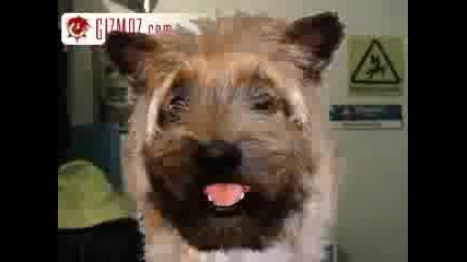 Beatboxing Dog