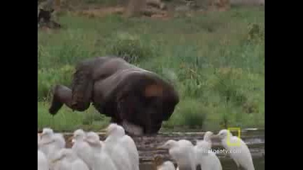 Живота на горилите