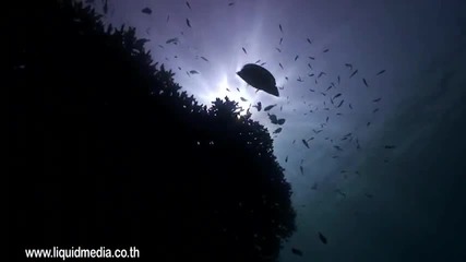 Reef Life - The Best Hd Underwater Video