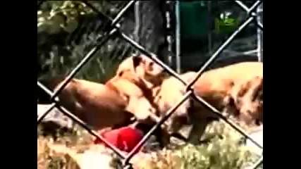 Untamed and Uncut / Lions Maul Zookeeper