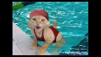 Funny Animals 