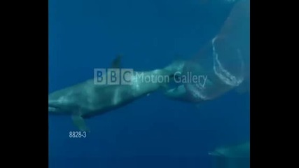 Морските животни!!!
