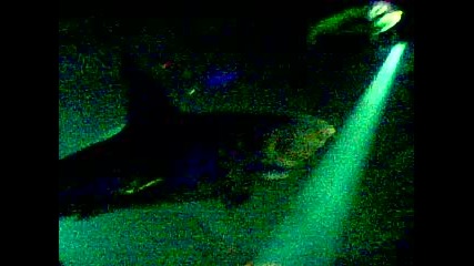 house lapiovra - 27072008(010) 