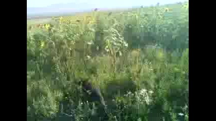pili6tar
