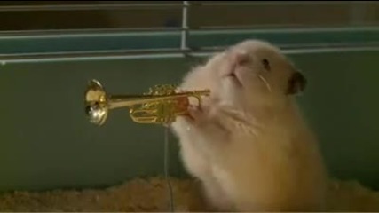 Hamster Jazz Band 