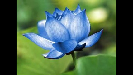 The Lotus Sutra 