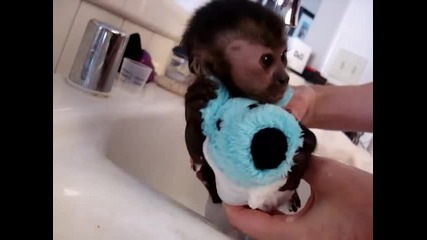 Бебе – маймуна в банята