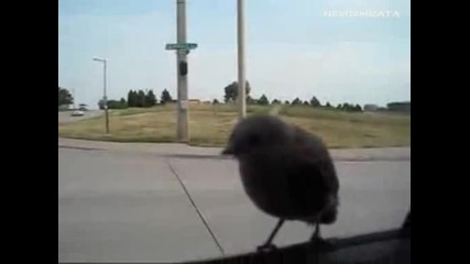 Лудо Пиле Стопаджийче :)