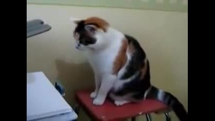 Коте срещу принтер