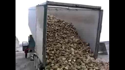 Sugar beet transport unloading sugar beets