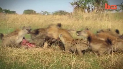 Лъв срещу Хиени - Pack of Hyenas Attack Lion And Steal Its Prey