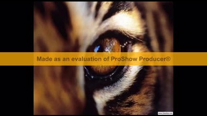 Survivor - Eye of the tiger