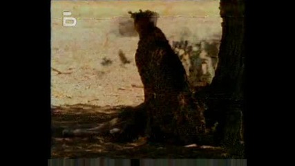 Гепардите - Жестоките Преследвачи (4 Част)