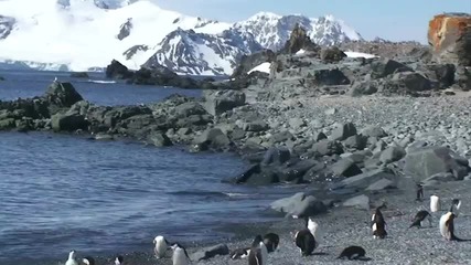 Antarctic Penguins 