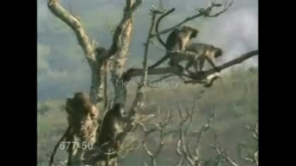 Маймунски Секс