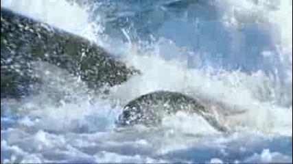 Косатки убиици атакуват морските лъвове