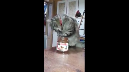 Котка, която обича да си похапва Nutella