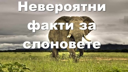 Невероятни факти за слоновете